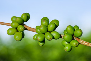 Green coffee beans