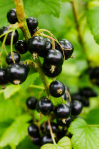 black currant branch. Ripe blackcurrants growing in the bush